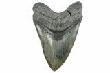 Huge, Fossil Megalodon Tooth - South Carolina #226641-1